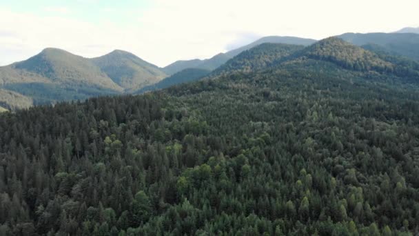 Coniferous forest landscape in Carpathian mountains. — Stock Video
