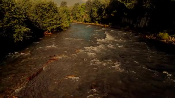 Paisagem com rio rápido e floresta em um dia de verão . — Vídeo de Stock