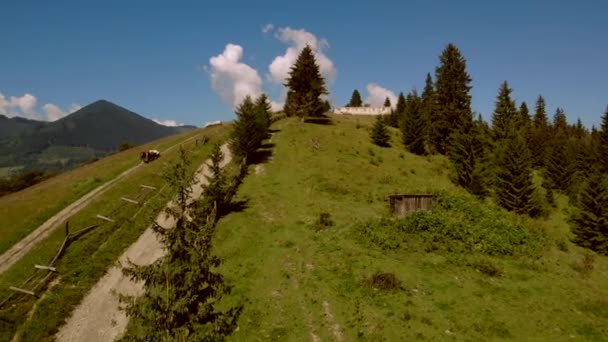Graswiese am Berg im Sommer. — Stockvideo