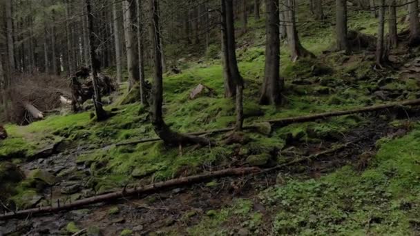 Liten bäck som rinner genom skog i berg. — Stockvideo