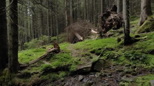 Hintergrund von Wald in den Bergen. — Stockvideo