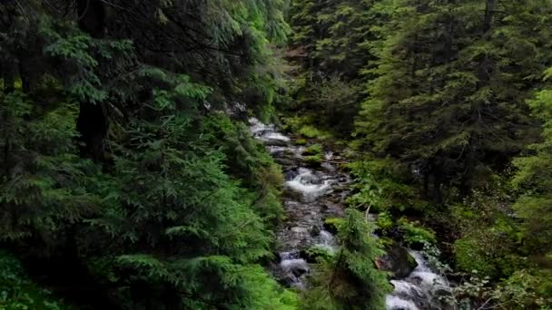 Flod som rinner bland stenar i fjällskogen. — Stockvideo