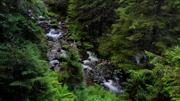 Fluyendo río a través de un bosque . — Vídeo de stock