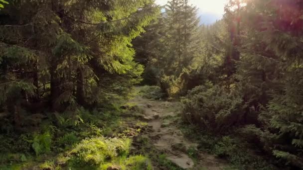 Solstrålar i granskogen. — Stockvideo