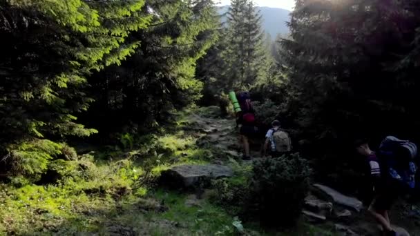 Trois randonneurs sur un sentier à travers la forêt en montagne . — Video