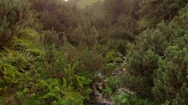 Flusso di acqua veloce nel fiume di montagna nella foresta . — Video Stock