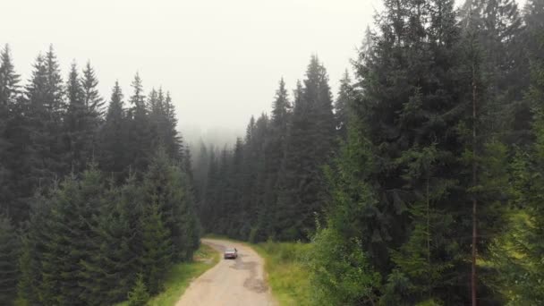 Coche conduciendo por carretera a través del bosque de abeto . — Vídeo de stock