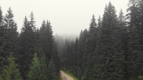 Naaldhout bos in de mist. — Stockvideo
