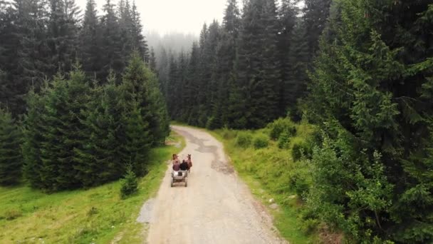 Men riding on horse cart on rural road through forest. — 비디오