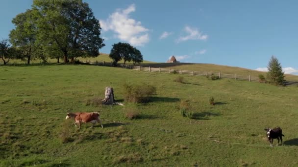 阳光明媚的日子，奶牛在草地上散步. — 图库视频影像