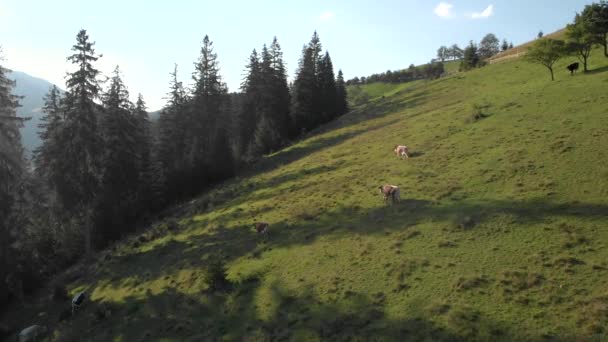 Otlayan ineklerle panoramik kırsal alan. — Stok video