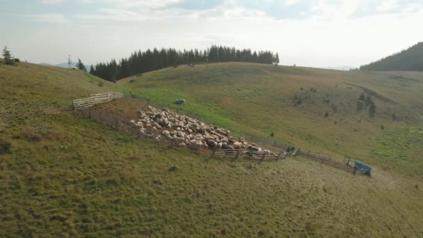 Sheep in sheepfold in Carpathian mountains. — 비디오