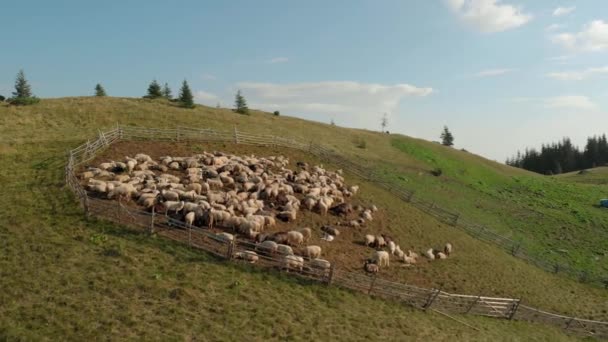 Kudde schapen op heuvelflank. — Stockvideo