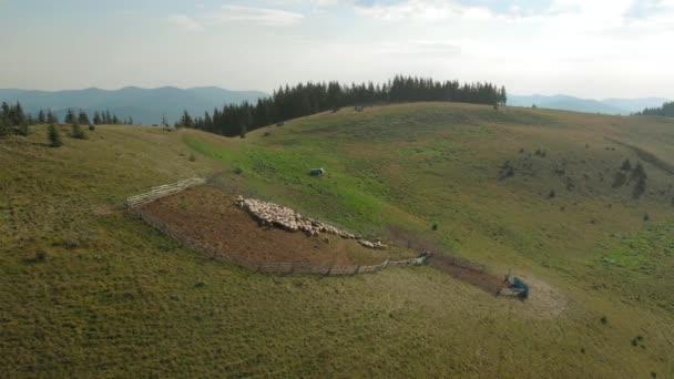 Manada de ovejas en la ladera, vista aérea . — Vídeos de Stock