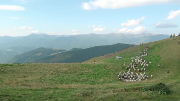 Schafherde im Gebirgstal. — Stockvideo