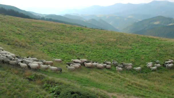 山の牧草地を歩く羊の群れ. — ストック動画