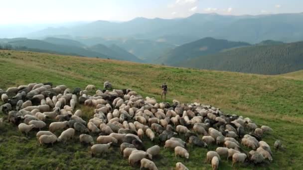 Berger dans la montagne avec troupeau de moutons qui paissent . — Video