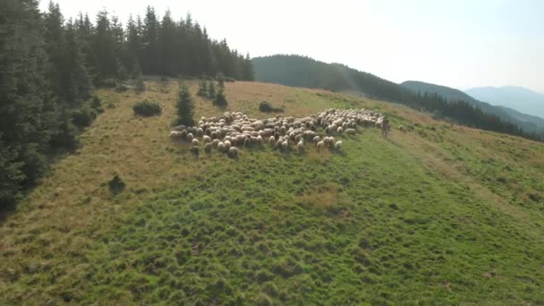 Människan och fåren flockas på bergsängen. — Stockvideo