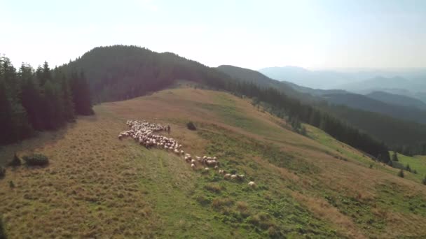 Pintoresca escena campestre con rebaño de ovejas . — Vídeo de stock