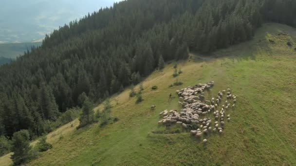 Овцы на красивом горном лугу . — стоковое видео