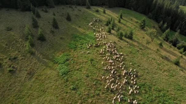 Vue aérienne du troupeau de moutons sur le pré dans les montagnes .