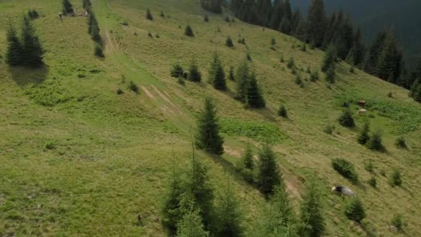 Корови пасуться на гірському лузі, вид з повітря . — стокове відео