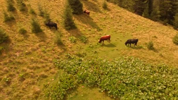 Αγελάδες βόσκουν σε ορεινά λιβάδια μια καλοκαιρινή ημέρα. — Αρχείο Βίντεο