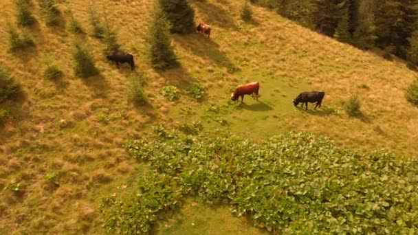 Vacas pastando en pastos de montaña en un día de verano . — Vídeos de Stock