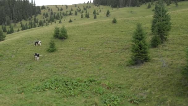 Krowy pasące się na pastwiskach w górach na tle lasu jodłowego. — Wideo stockowe