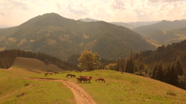 Konie pasące się na zboczu góry, widok z drona. — Wideo stockowe