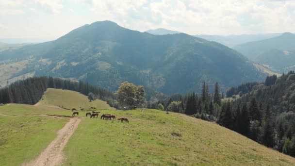 Cárpatos montañas paisaje con caballos de pastoreo . — Vídeos de Stock