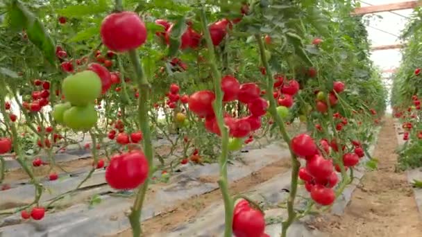 Reihe von Tomatenpflanzen, die im großen kommerziellen Gewächshaus wachsen. — Stockvideo