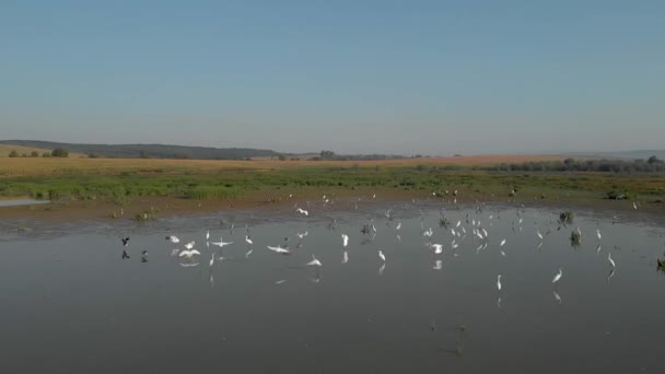 Swamp birds in the marsh. — Stock Video