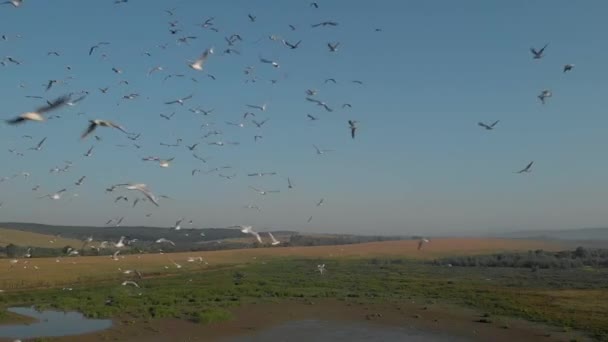Gli uccelli volano sopra le zone umide . — Video Stock