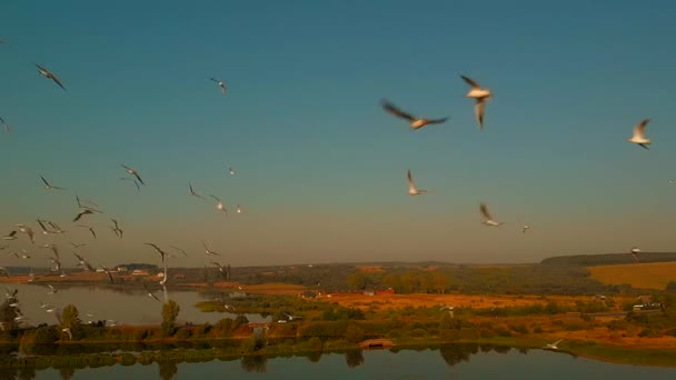 Birds flying over green field with lake. — Stock Video