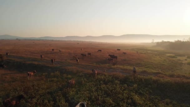 Коровы пасутся на пастбищах в летний день . — стоковое видео