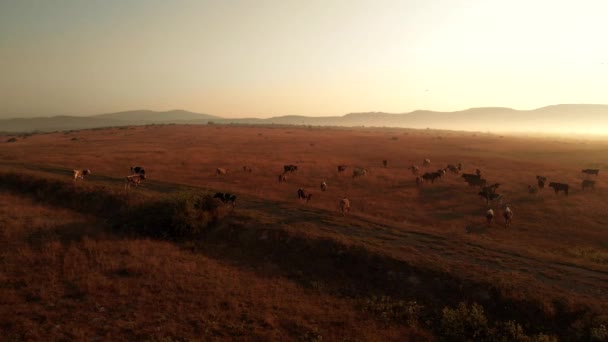 Paisaje con vacas en un campo de hierba al atardecer . — Vídeos de Stock
