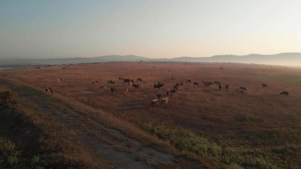 Troupeau de vaches sur les terres agricoles au coucher du soleil . — Video