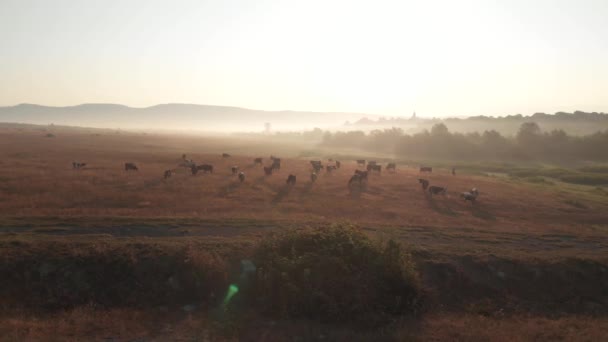 Krajobraz rolniczy wsi z wypasanymi krowami. — Wideo stockowe