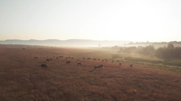 Stádo krav pasoucích se na pastvinách za slunečného dne. — Stock video
