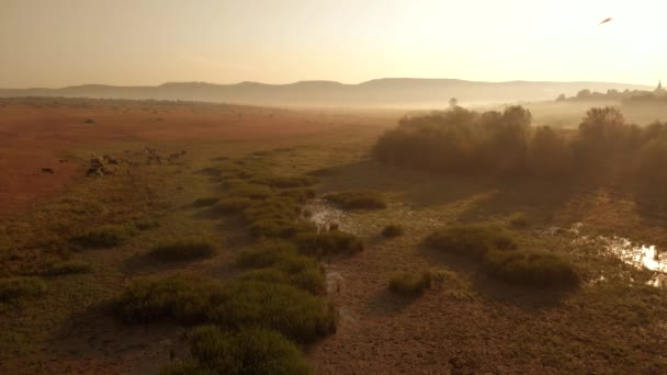 Paesaggio agricolo con mucche al pascolo . — Video Stock