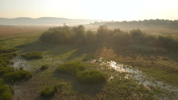 Panorama of swamp field on a sunny day. — Stock Video