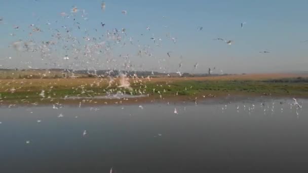 Beau paysage marécageux avec oiseaux volants . — Video