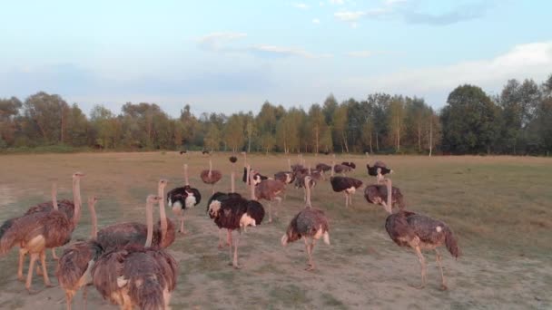 Ostriches walking on farm field in summer. — ストック動画