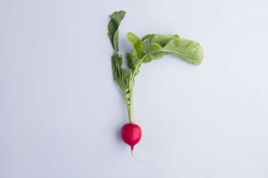 Beyaz üzerine izole edilmiş kırmızı parlak turp..