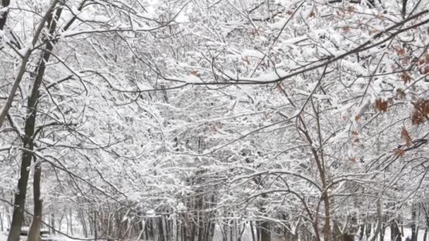 Zamknij gałęzie drzew śniegiem. — Wideo stockowe