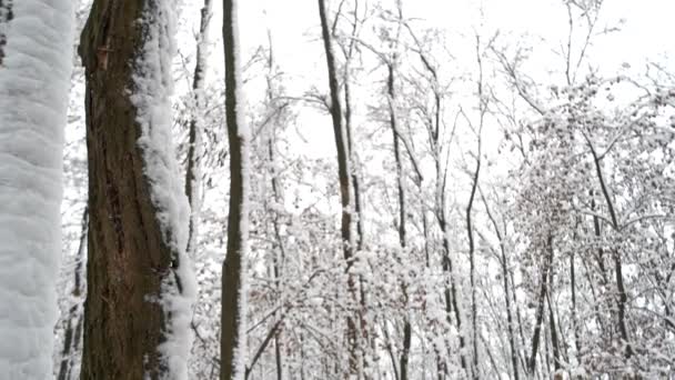 Снігові лісові дерева пейзаж . — стокове відео