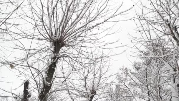 Naked tree heads close up. — Stock Video