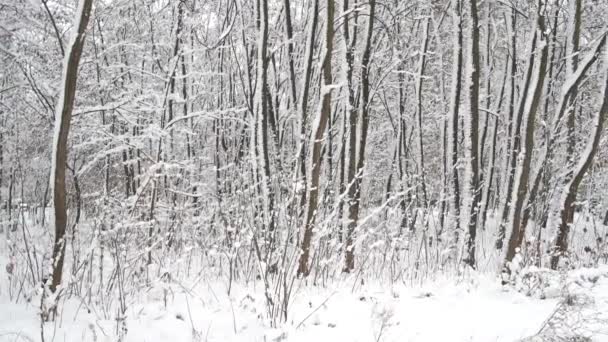 Hoge bosbomen bedekt met sneeuw. — Stockvideo