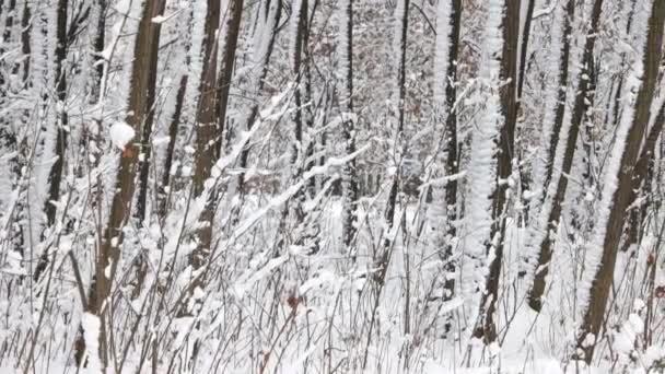 눈으로 덮인 겨울 나무들. — 비디오